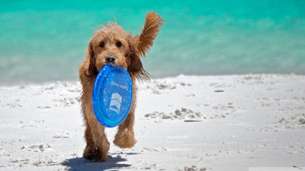 Spiagge per cani ad Ibiza